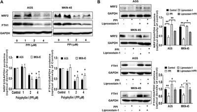 Corrigendum: Polyphyllin I suppresses the gastric cancer growth by promoting cancer cell ferroptosis